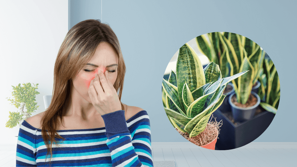 Cách chữa viêm xoang tại nhà với cây lưỡi hổ