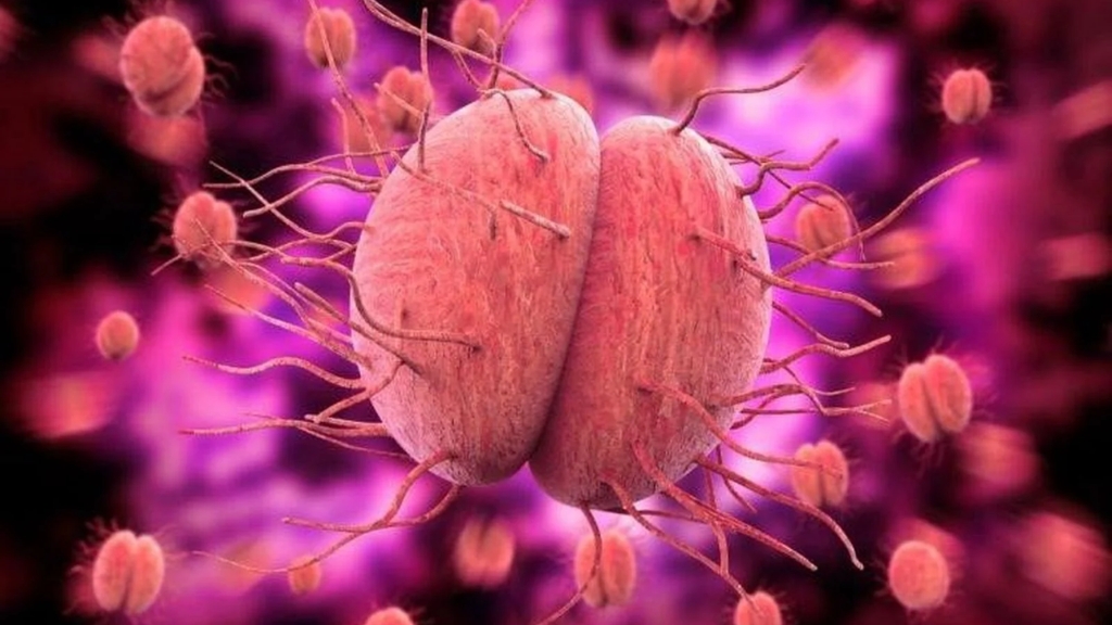 Vi khuẩn Neisseria gonorrhoeae gây bệnh lậu