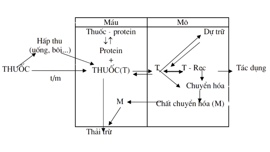 Quá trình dược động học của thuốc