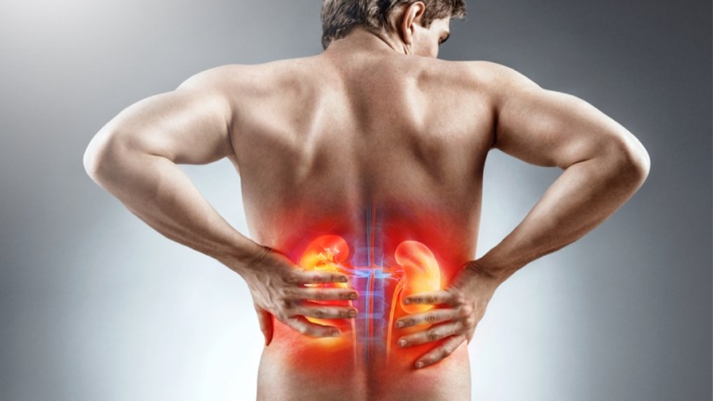 Vị trí của thận trong cơ thể người