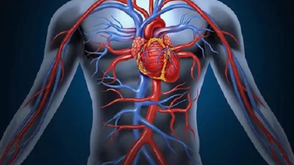 Vị trí của tim bên trong cơ thể